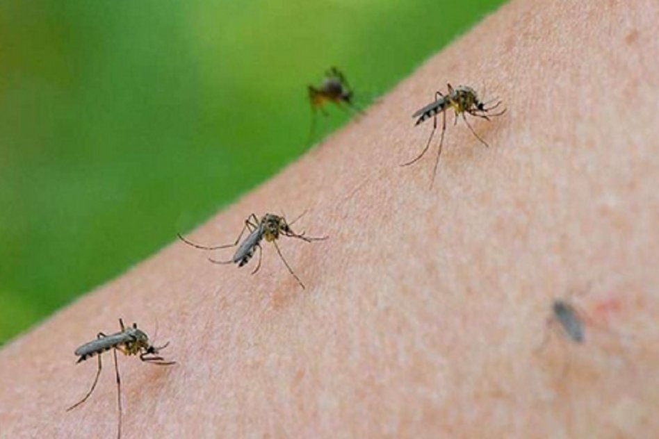 “Hay que esperar ahora que haga mucho calor seco y eso va a hacer que baje un poco la población. Esta vuelta se han venido muy resistentes. Las temperaturas altas favorecen la reproducción del mosquito”, señaló Saavedra. “Cuando es el verano bien cálido no vas a ver mosquitos, porque las mismas altas temperaturas hace que se sequen los criaderos y también los afectan a los mismos insectos, la desecación los termina matando. Hoy estamos en 16 – 17 grados a la noche y eso todavía no hace que tengamos las temperaturas extremas que terminan controlando la&nbsp;población”.